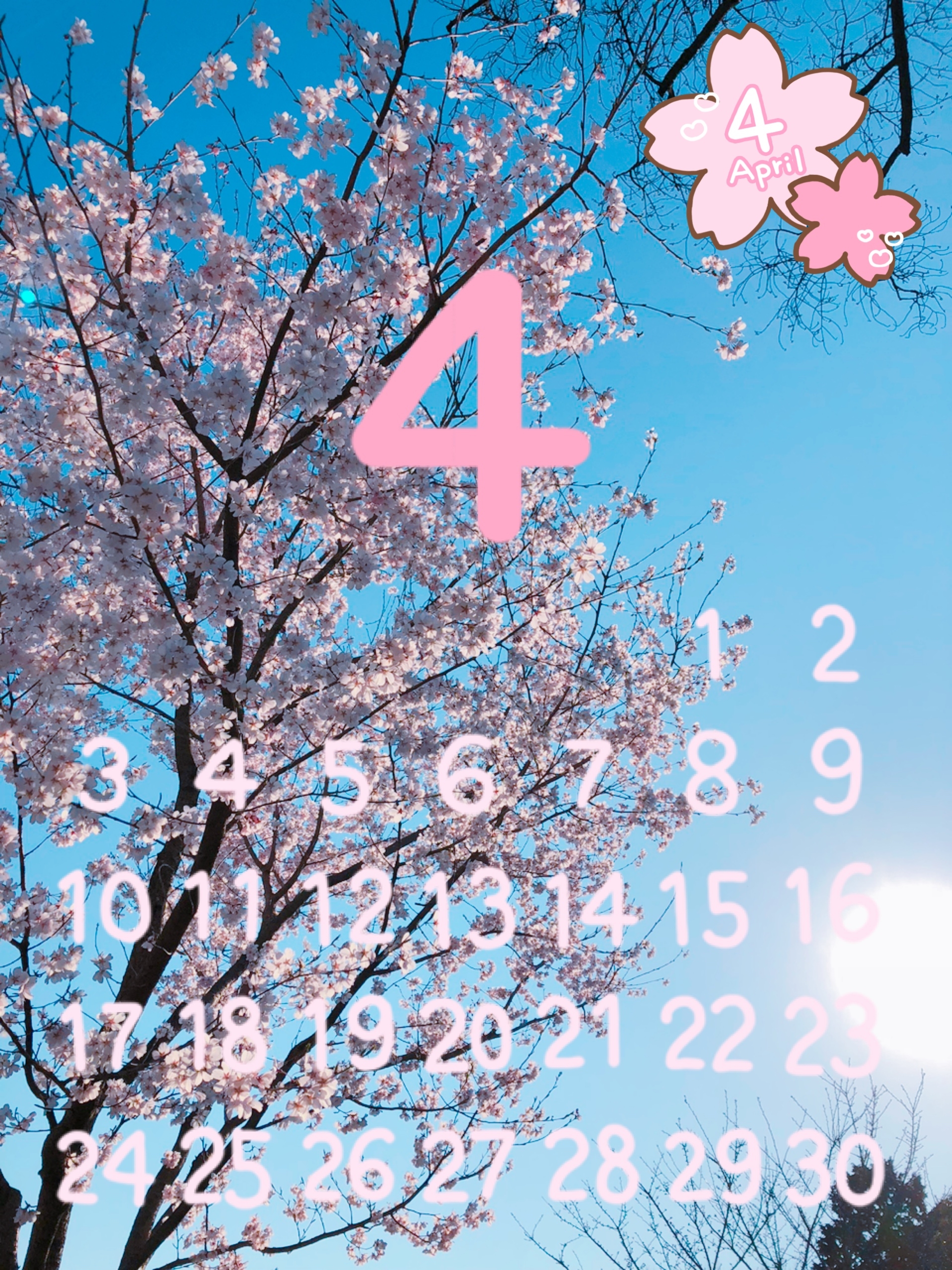 桜の写真でカレンダー作りましたヽ(*＾ω＾*)ﾉ