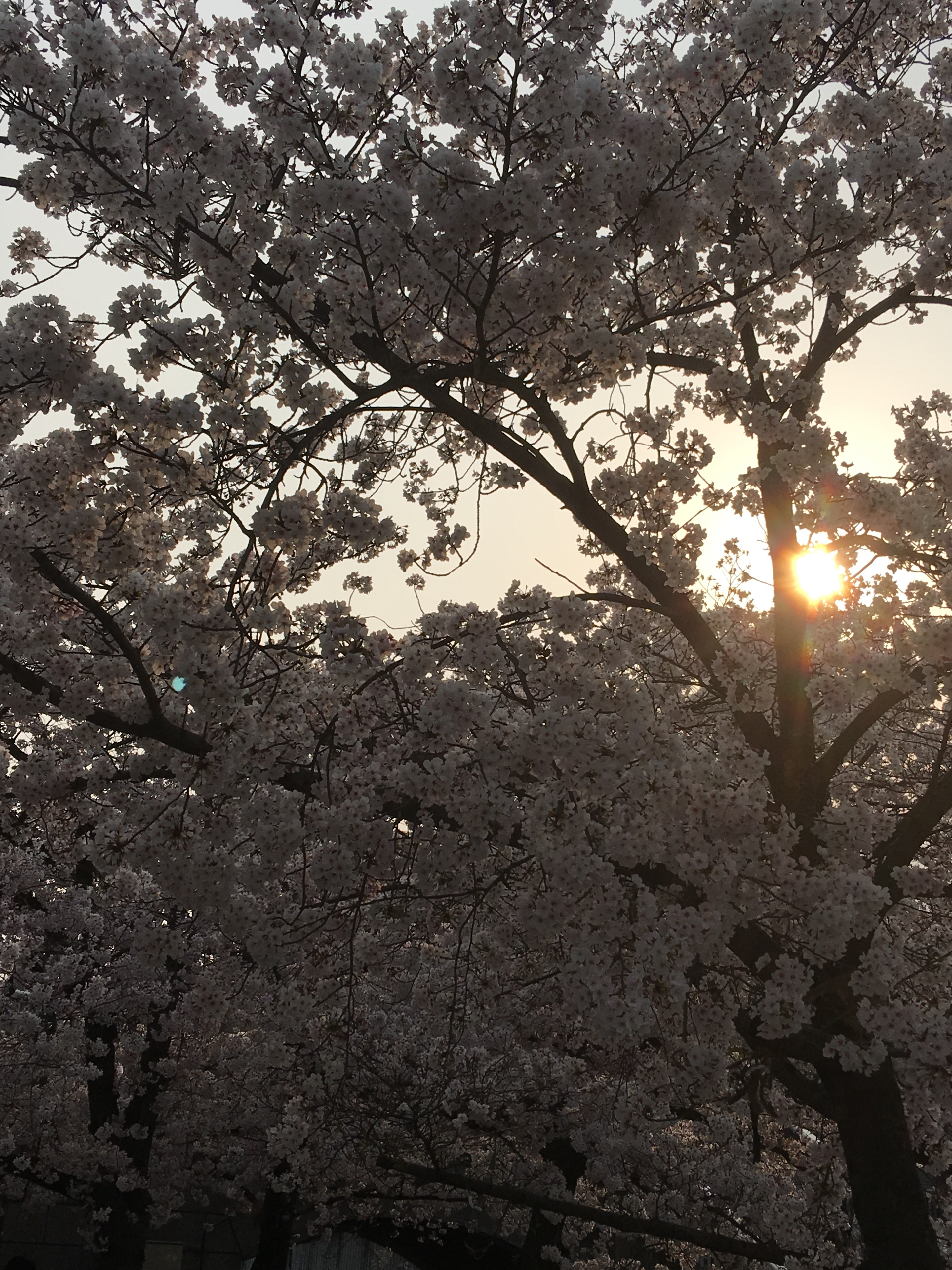 桜